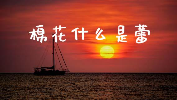 棉花什么是蕾_https://m.fansifence.com_公募基金_第1张