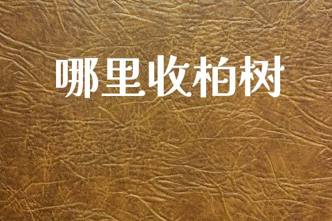 哪里收柏树_https://m.fansifence.com_贵金属行情_第1张
